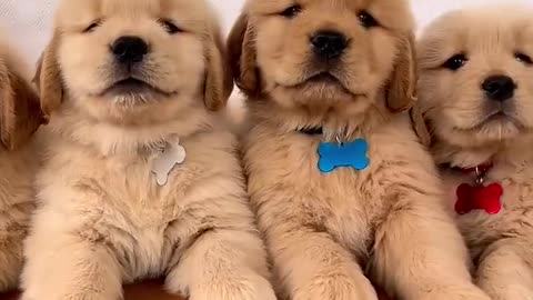 Cute Golden Retriever Puppies
