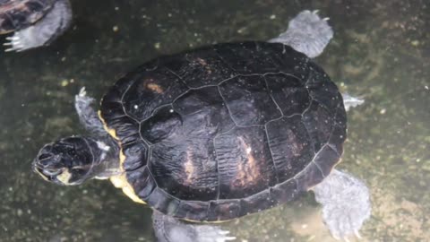 Turtle Swimming Swim Tropical Animal Water