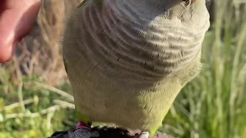 Parrots are cute and tease parrots