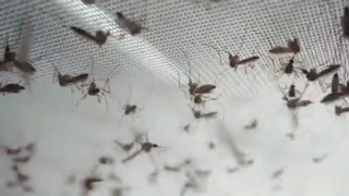 Bill Gates' mosquito factory