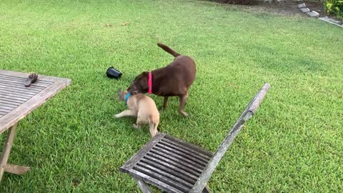 British Mastiff Puppy learning who's boss