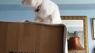 Cat catch