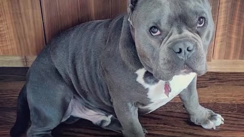 'Crazy' Dog No One Wanted Meets Family That HAD To Have Him - TUGGY | The Dodo Pittie Nation