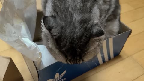 Cat Scottish Fold with good sneaker box