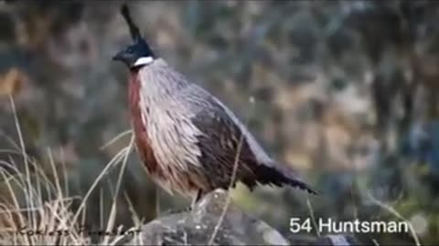 #wildlife #wild bird#hunting bird#hunter#huntinglife