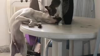 Kitty Grooms Canine Friend