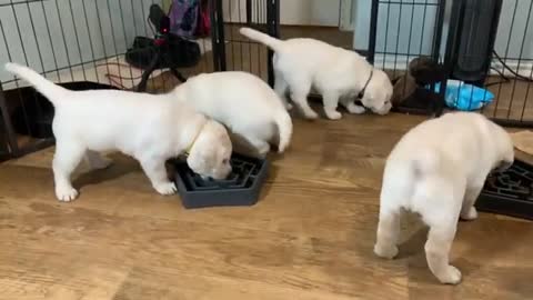 Lab Puppies HATE Eating from A Maze!