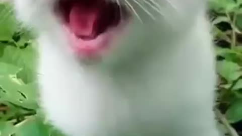 Cat meowing softly