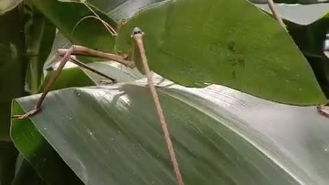 This giant, noisy bug looks just like a leaf!