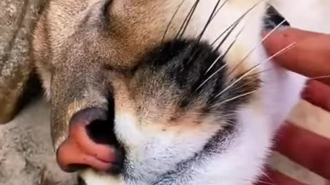 Big Cat Chin Scratches & Boops! AMAZINGBig Cat Chin Scratches & Boops! AMAZING