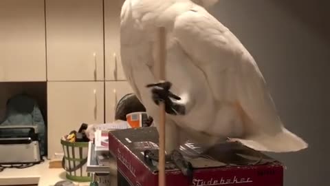 Parrot using a chopstick