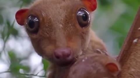 This is a Malayan flying lemur with her lil baby
