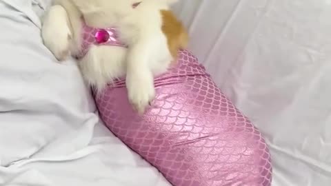 Princess Mermaid Doggie