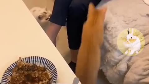 Funny Pet Cute Puppies Dog Videos
