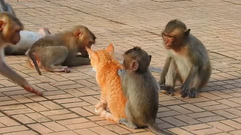 Cat Visited Monkeys Group Funny Clip