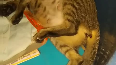 Cat first time giving birth ;القطة أول مرة تلد