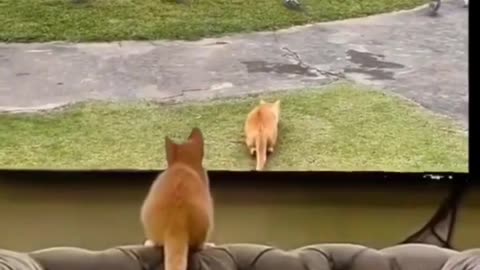 FUNNY CATS and DOGS 🐱🐶 New Funniest and Cute Animals Videos 2023 😂