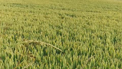 Dog Playing Peek-a-Boo in Field he Isn't Allowed in