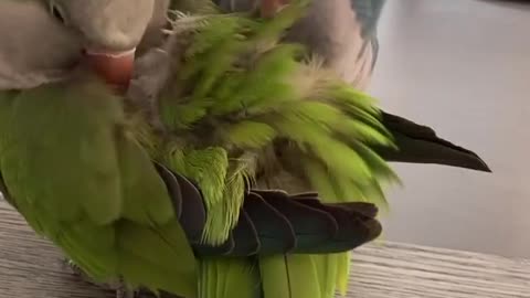 Parrot help