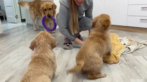 Inexperienced Dog Dad Learns To Parent His Puppies