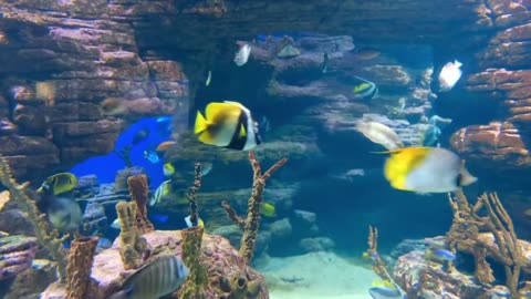 Colorful Fish Play in Sea (How Sweet)