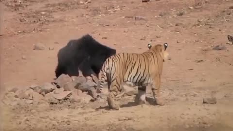 Tiger vs Bear dangerous fight #viral