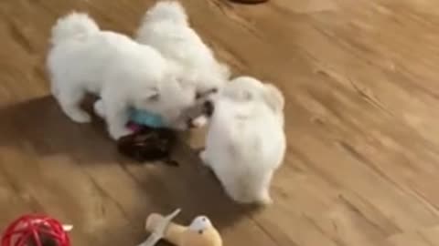 Maltese puppies adorably square off in tug-of-war match