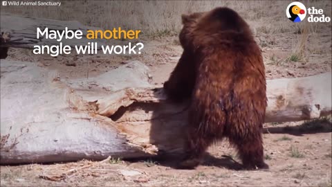 Bear Waking Up From Hibernation Stretches | The Dodo