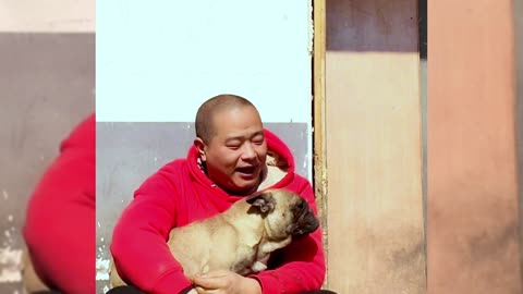 [Pet dog]Dogs are man’s most loyal friends[pug]Cute funny bulldog25