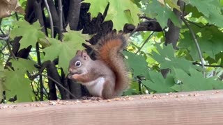 Red-Tailed Squirrel