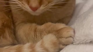 Cute Cats Cleaning Themselves #17