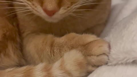 Cute Cats Cleaning Themselves #17