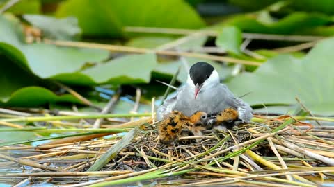 Baby tern eat whole fish least tern baby Swallows fish Whole hungry baby tern eat fish