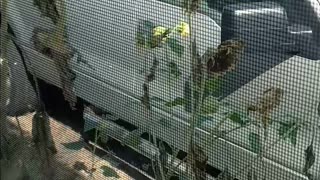 Yellow bird on sunflowers