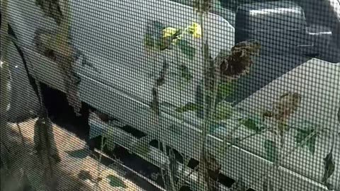 Yellow bird on sunflowers