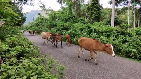 a herd of cute tame cows swarming the road through the colorful village - the sound of cows