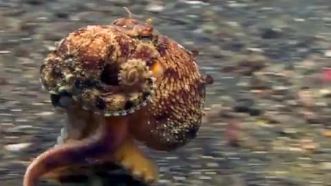 The Coconut Octopus Is One Of The Most Unusual Inhabitants Of The Sea And It Moves On Only Two Tentacles