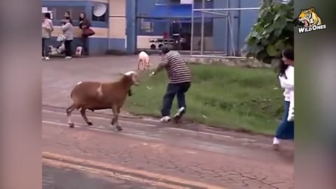 When Aggressive Goats Go On A Rampage