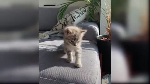 Baby Cats - Funny and Cute Cat Videos Compilation 2021...https://www.facebook.com/JBcollectionbd18