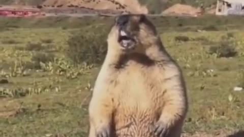 Laugh Out Loud with These Hilarious Animal Antics!"