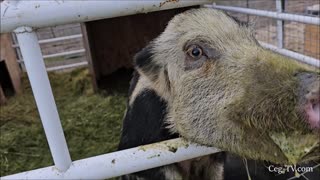 Graham Family Farm: Eggs for the Pigs