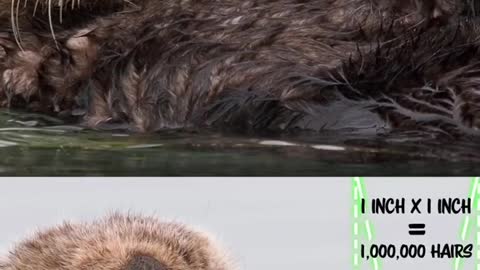 DAYUM - It’s thicccc 👀 #ottersoftiktok #otters #animalogic
