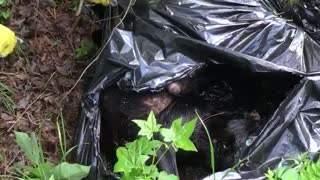 Discarded puppies rescued from trash bag in Barbour County