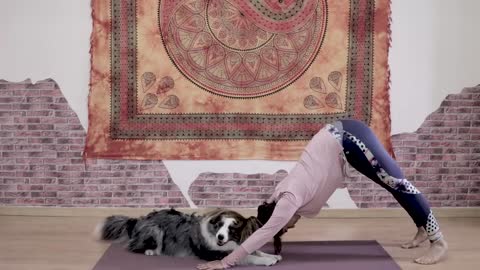 How to train your Dog to do DOGE YOGA DOGA Fitness