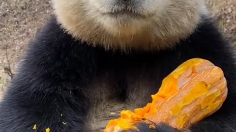 Panda eating delicious pumpkin....AWWW