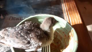 Baby Peacock Eats Leftover Pasta Sauce