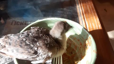 Baby Peacock Eats Leftover Pasta Sauce