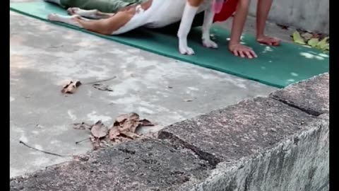 The dog walks slowly with the water bottle on its head and exercises on the side