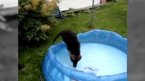 Nino Dog playing in a pool for the first time