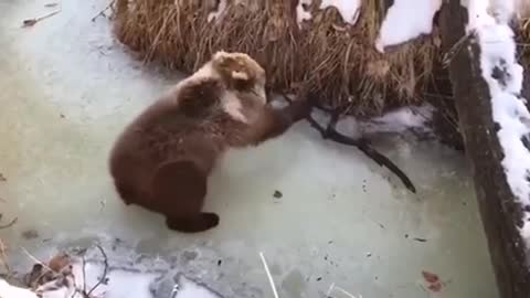 teddy bear having fun on ice